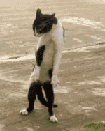 the_definitive_collection_of_cat_29.gif